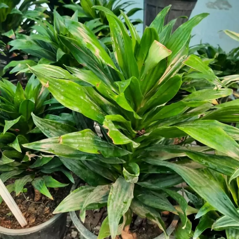 نهال گل کامپکت