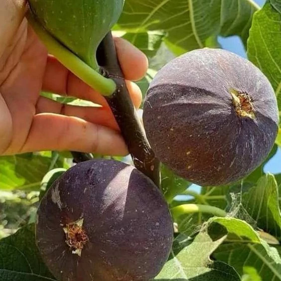 نهال انجیر سه فصل گلدانی و رو بار (پس کرایه)