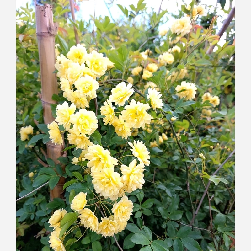 آبشار طلایی رونده (پس کرایه)