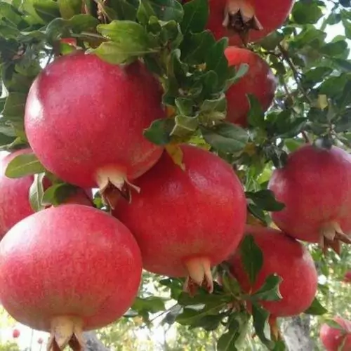 نهال انار دانه سیاه هیبرید چندساله روبار (پس کرایه)