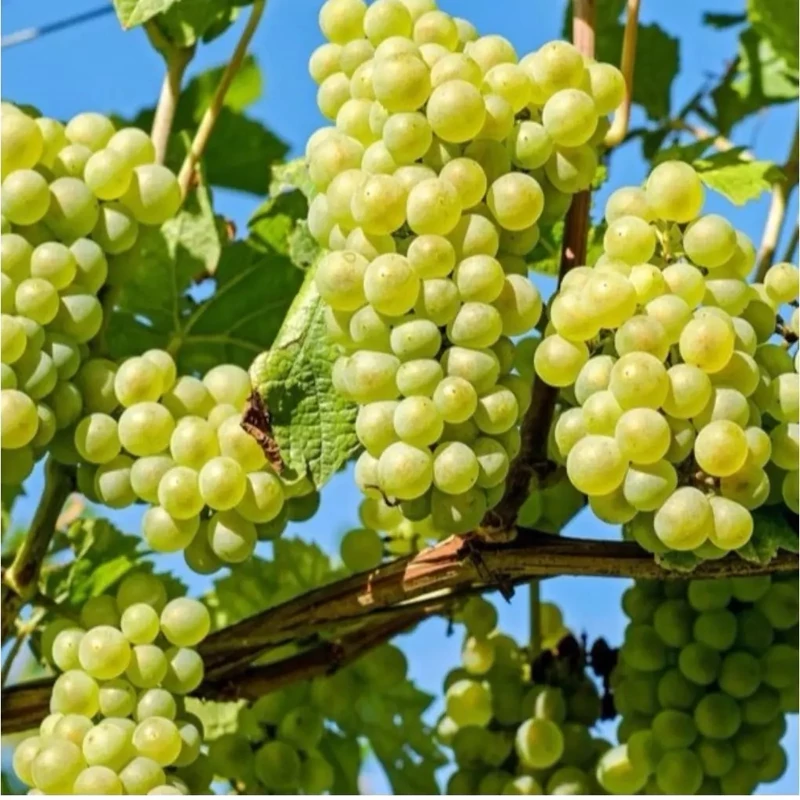 نهال انگور عسگری چند ساله روبار (پس کرایه)