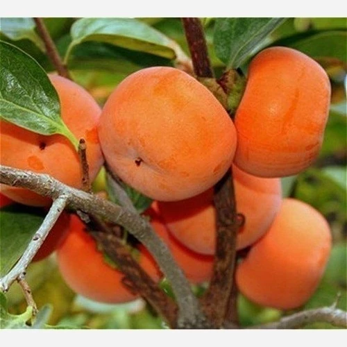 نهال خرمالو  سیبی چند ساله (پس کرایه)