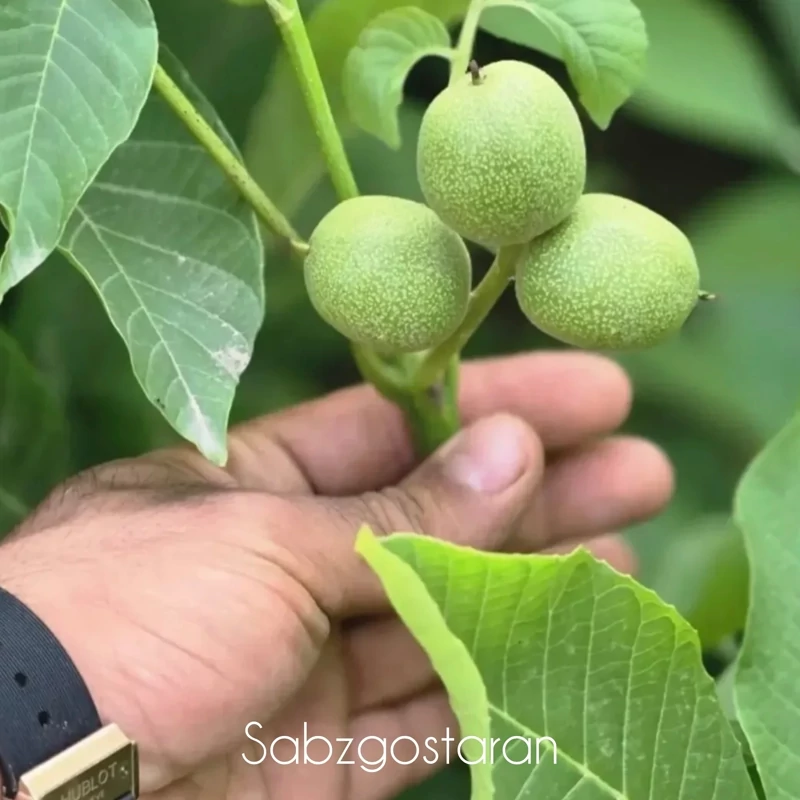 نهال گردو خوشه ای گلدانی روبار