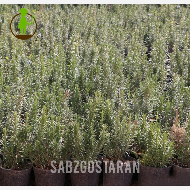 گیاه رزماری پر شاخه و متراکم (پس کرایه)