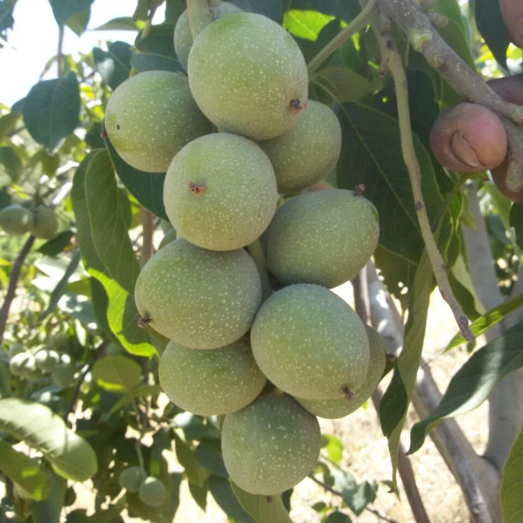 نهال گردو خوشه ای گلدانی روبار