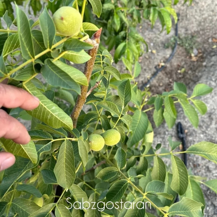 نهال گردو خوشه ای گلدانی روبار