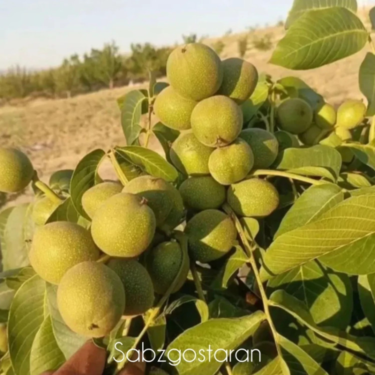 نهال گردو خوشه ای گلدانی روبار