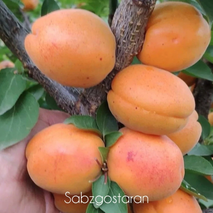 نهال زردآلو شاهرود گلدانی و روبار (پس کرایه)