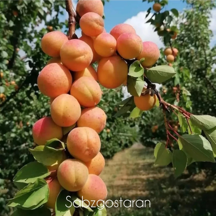 نهال زردآلو شاهرود گلدانی و روبار (پس کرایه)