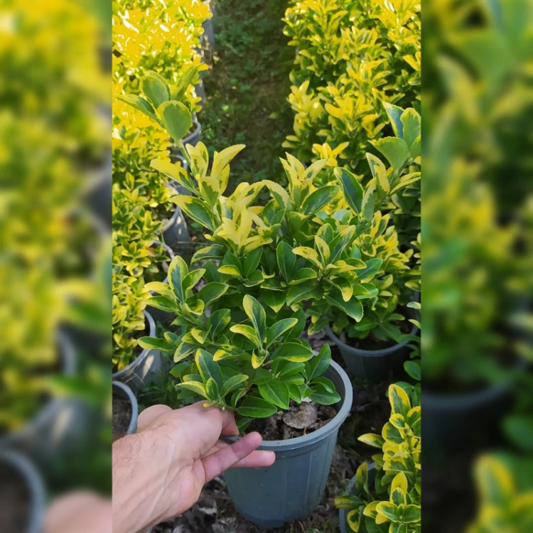 شمشاد طلایی موجود در انواع مختلف (پس کرایه)