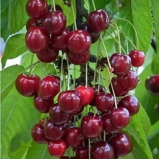 نهال  آلبالو خوشه ای چند ساله (پس کرایه)