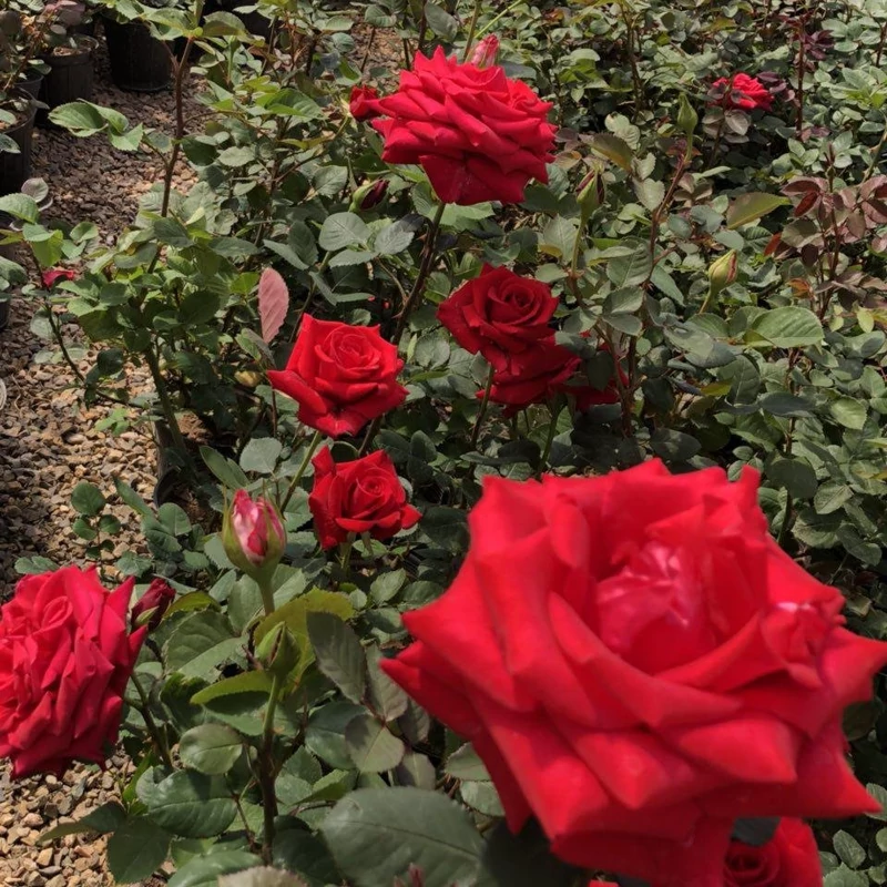 رز هلندی دارای تنوع در رنگ سایز بزرگ (پس کرایه)