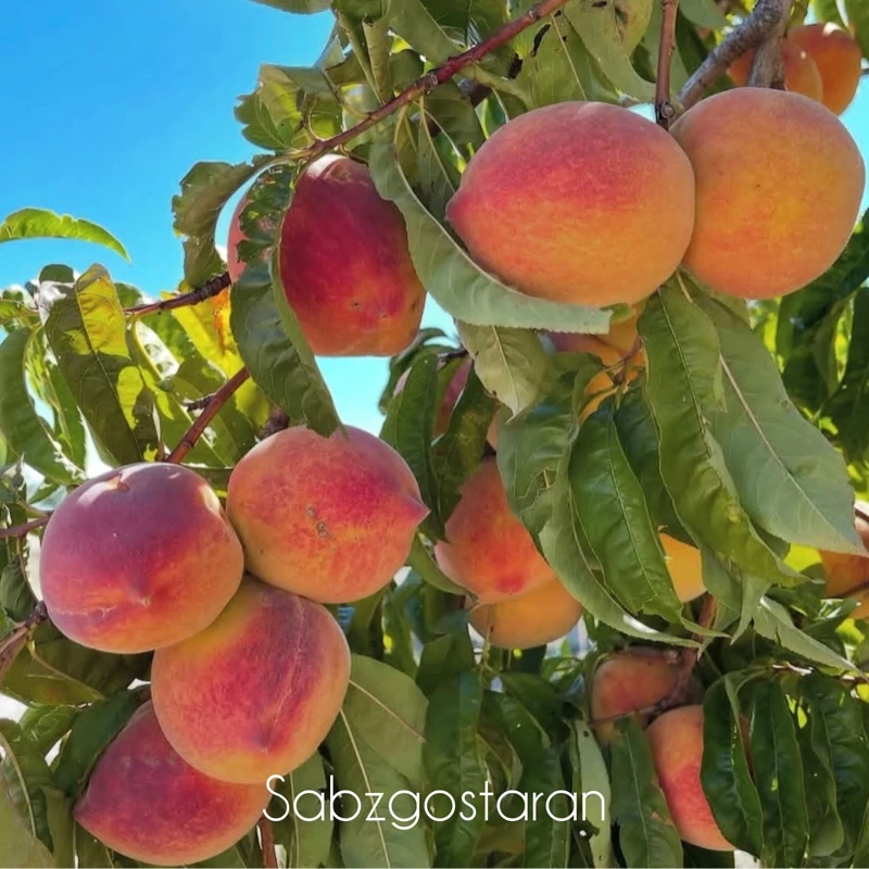 نهال هلو سیبی گلدانی و روبار (پس کرایه)