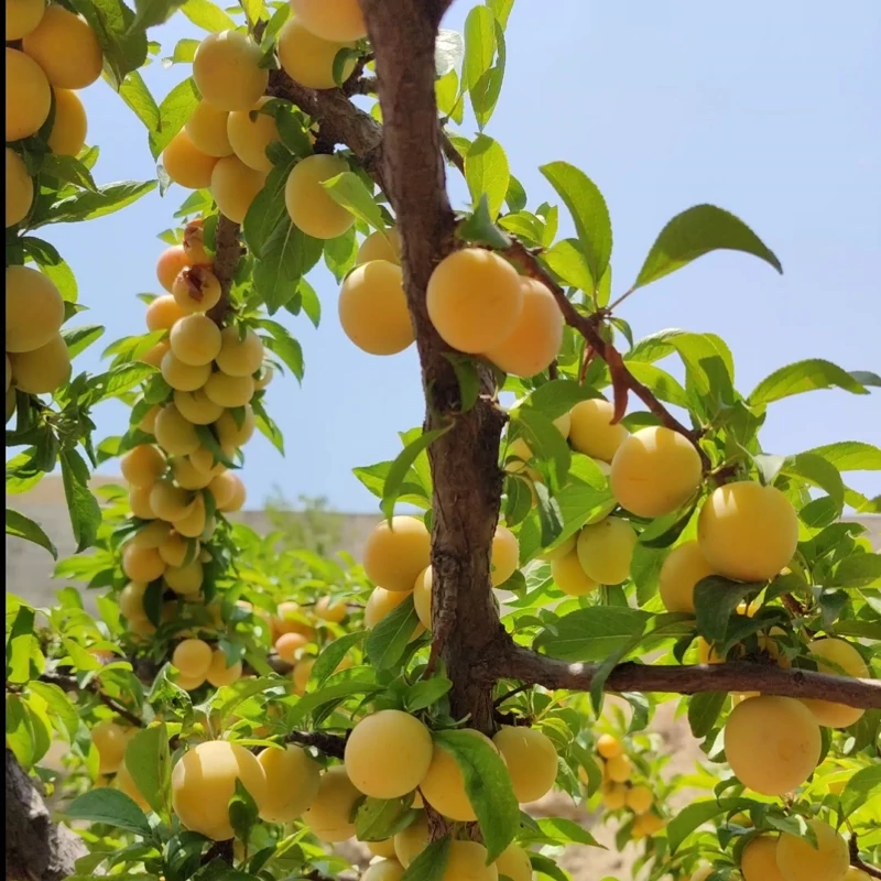 نهال آلو زرد قطره طلا چند ساله روبار (پس کرایه)