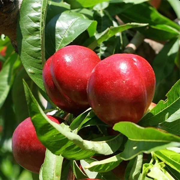 نهال شلیل مغان چند ساله  روبار (پس کرایه)