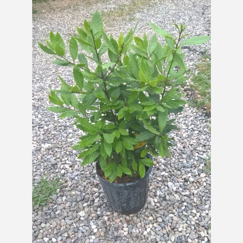 برگ بو سایز 90سانتی متراکم (پس کرایه)