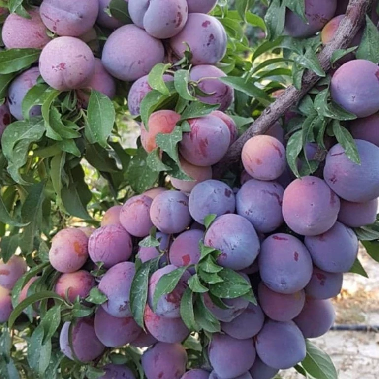 نهال آلو شابلون چند ساله رو بار (پس کرایه)