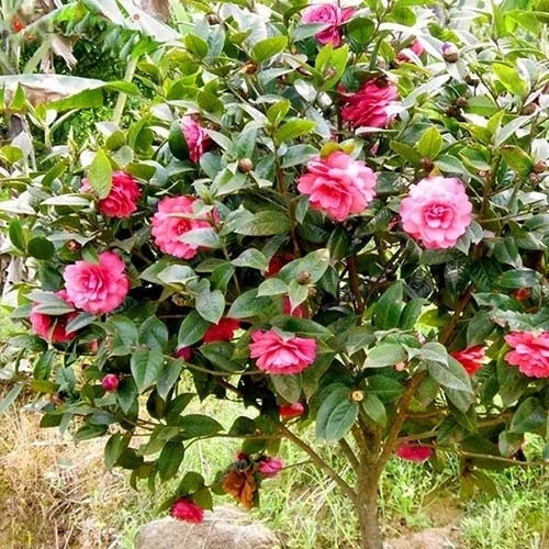 کاملیا پر شاخه و گلدار (پس کرایه)
