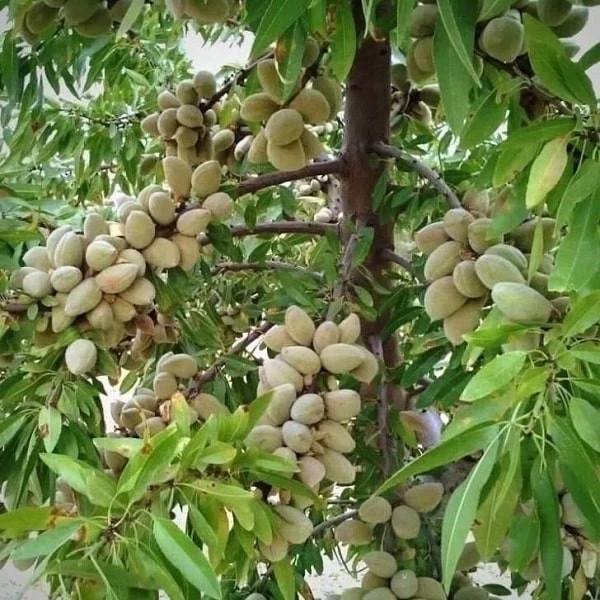 نهال بادام دیر گل آذر 3 ساله (پس کرایه)