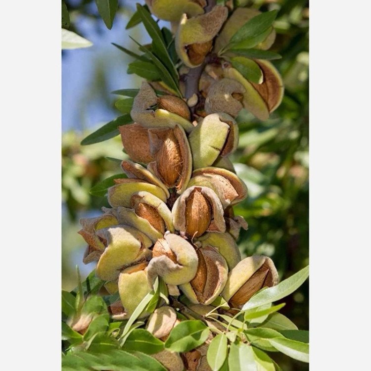 نهال بادام دیر گل آذر 3 ساله (پس کرایه)