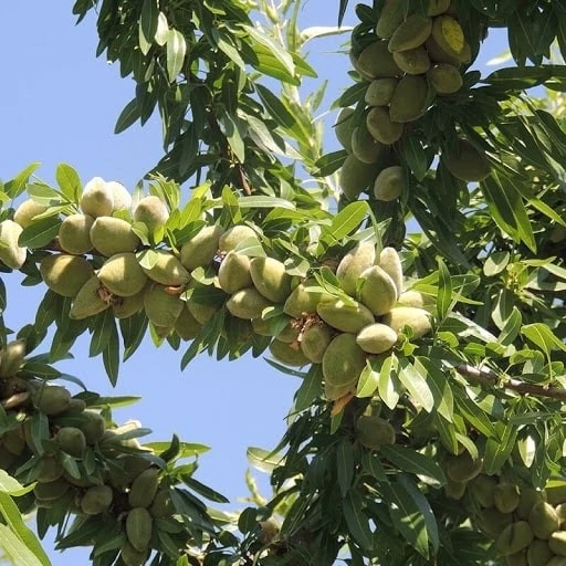 نهال بادام دیر گل آذر 3 ساله (پس کرایه)