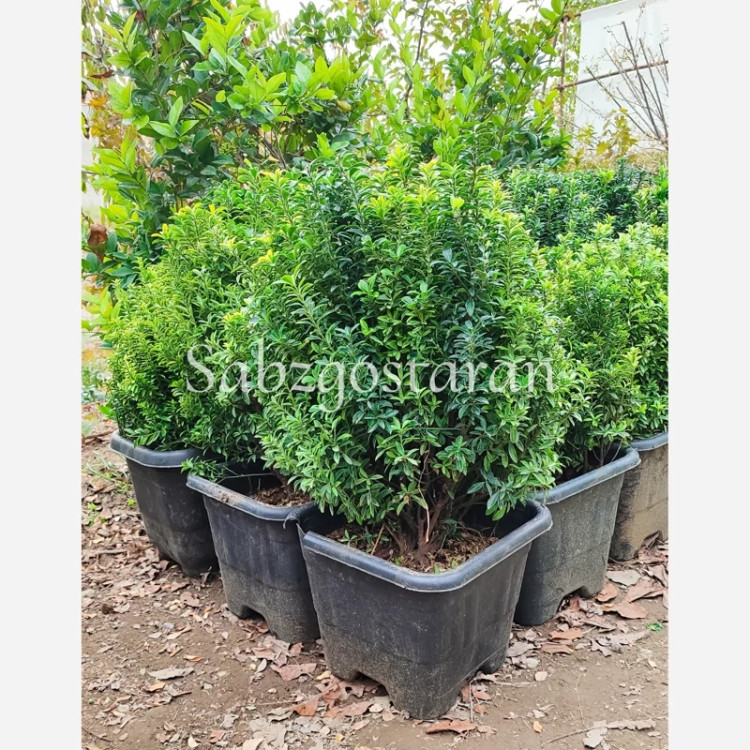 شمشاد نعنایی سبز (پس کرایه)