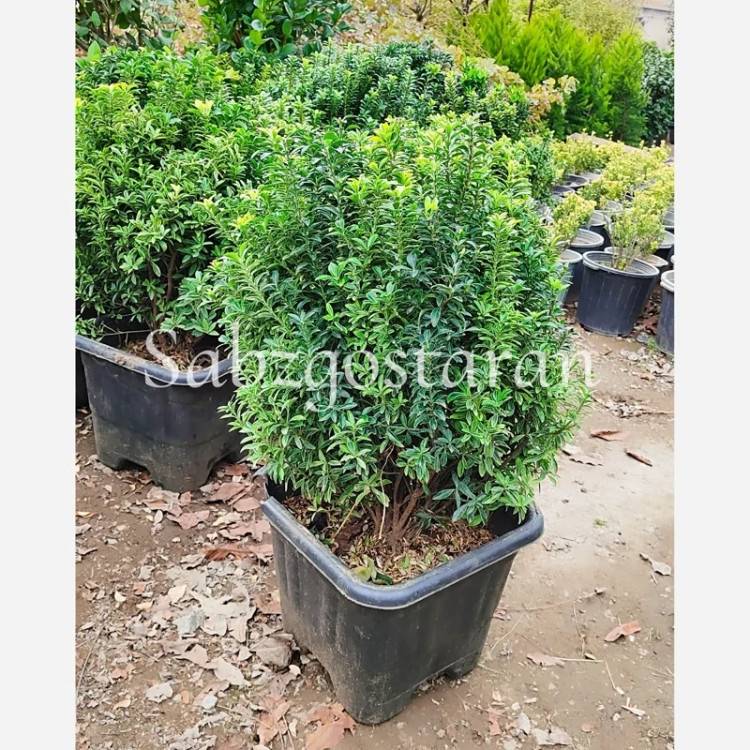 شمشاد نعنایی سبز (پس کرایه)