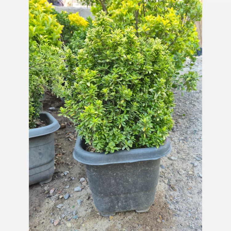 شمشاد نعنایی سبز (پس کرایه)
