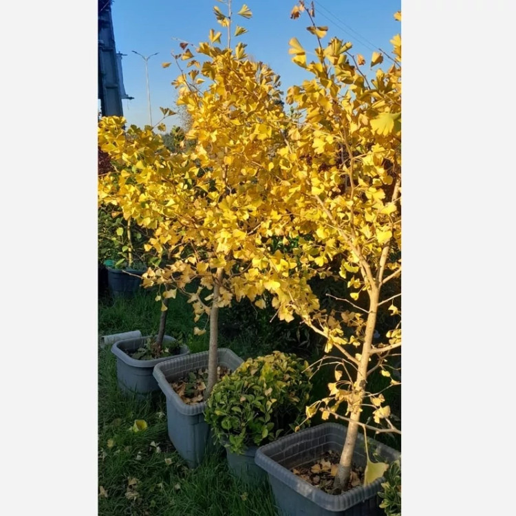 درخت ژینکو ( جینکو ) (پس کرایه)