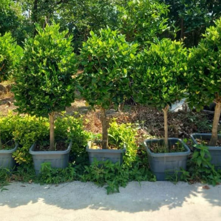 درختچه یاس هلندی پیوندی تنه دار (پس کرایه)