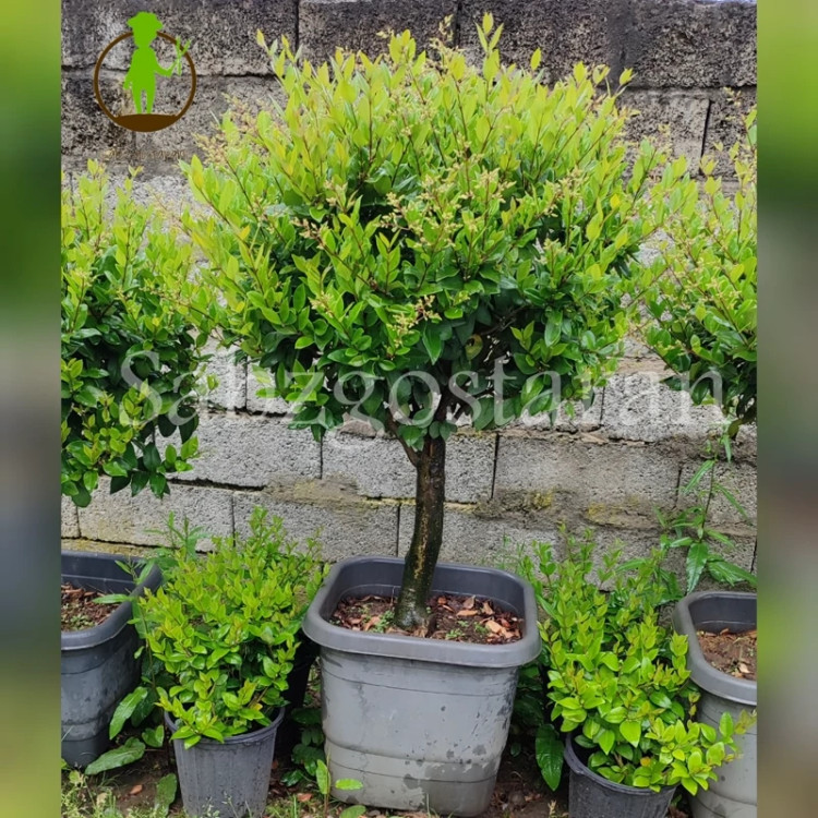 درختچه یاس هلندی پیوندی پایه دار (پس کرایه)