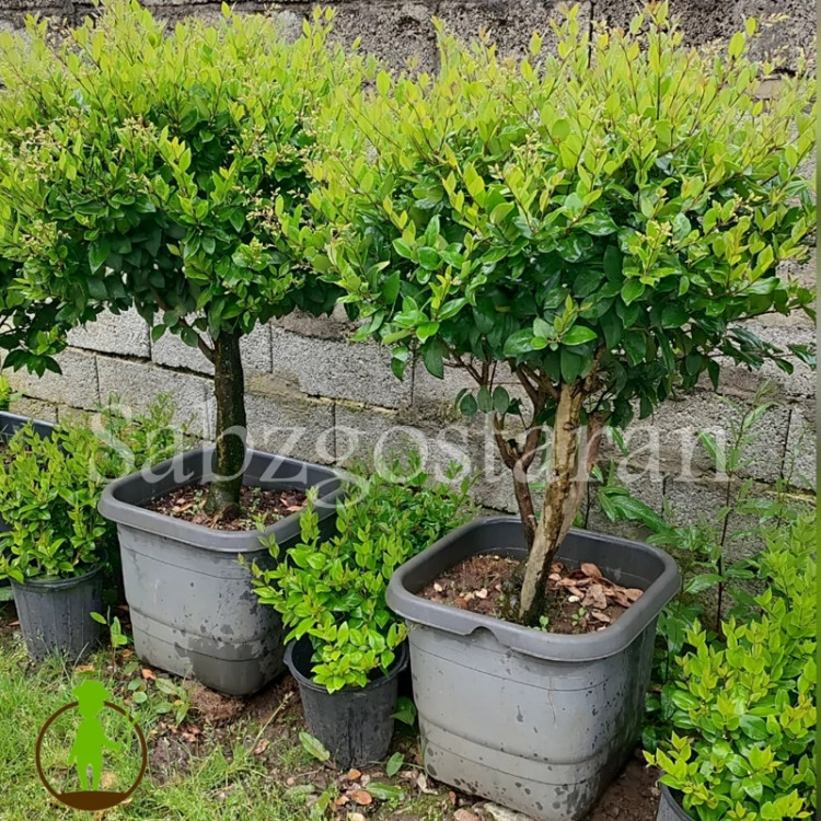 درختچه یاس هلندی پیوندی پایه دار (پس کرایه)