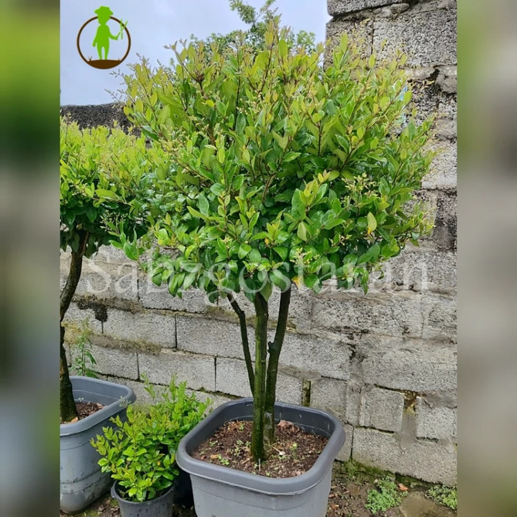 درختچه یاس هلندی پیوندی پایه دار (پس کرایه)