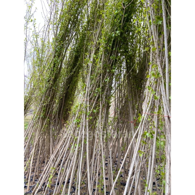 درخت صنوبر تبریزی چوب سفید (پس کرایه)