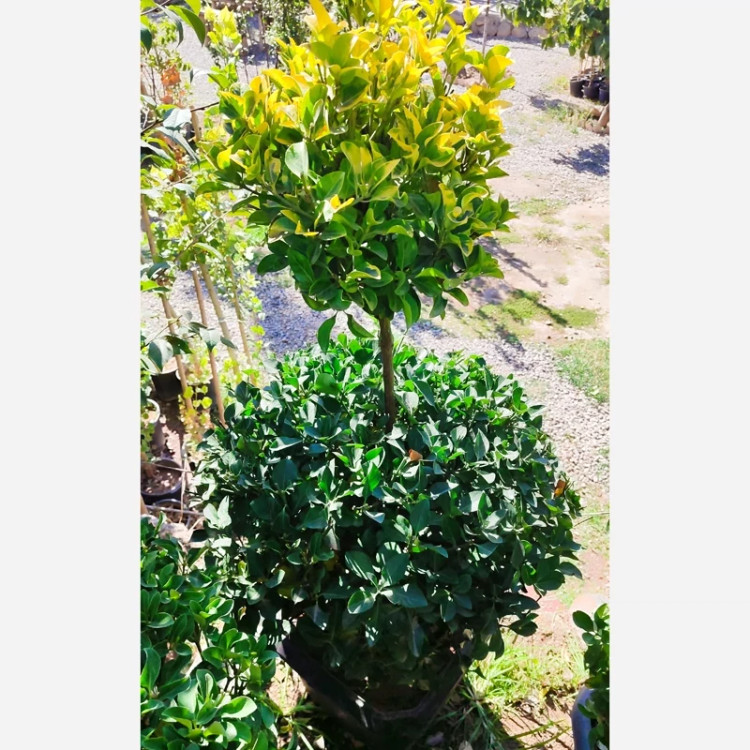 شمشاد پیوندی دو سر (پس کرایه)