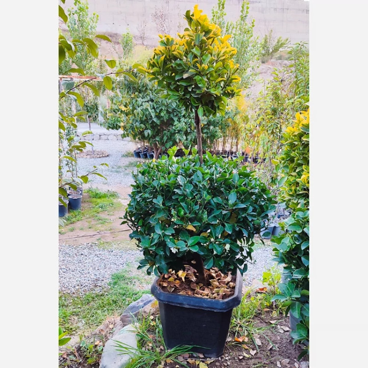 شمشاد پیوندی دو سر (پس کرایه)