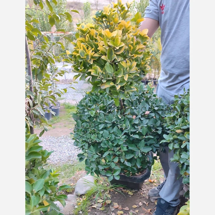 شمشاد پیوندی دو سر (پس کرایه)