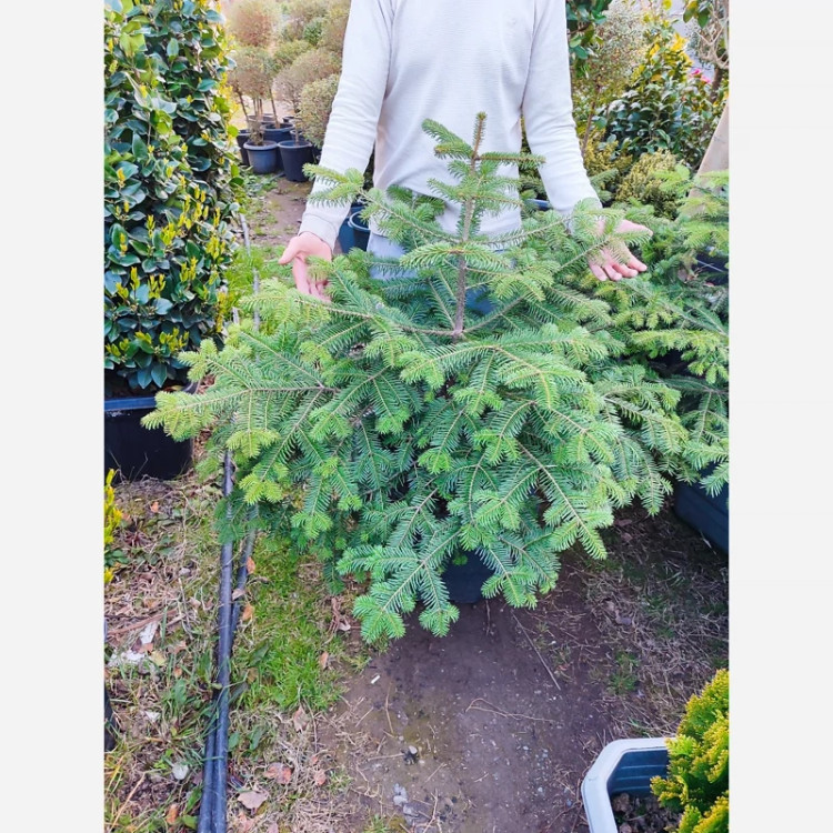 کاج آبیس ( ABIES ) نراد (پس کرایه)
