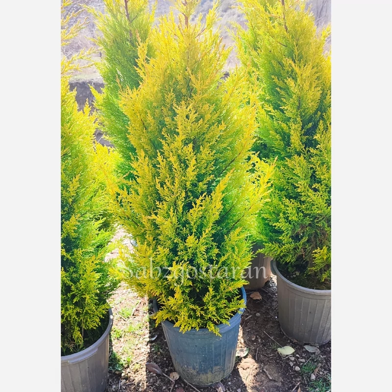 کاج لاوسون ساده 1.5 متری (پس کرایه)