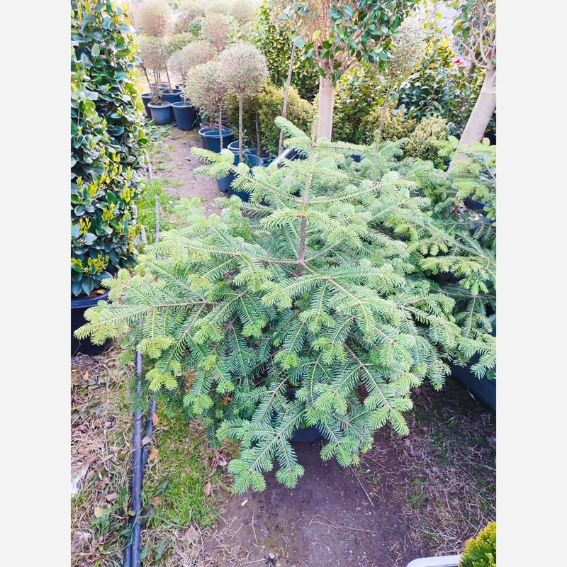 کاج آبیس ( ABIES ) نراد (پس کرایه)
