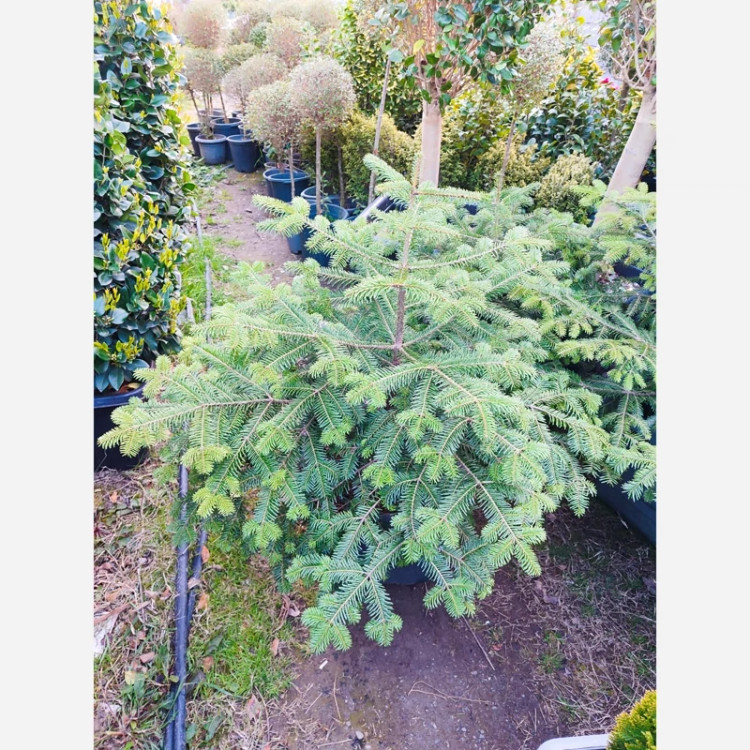 کاج آبیس ( ABIES ) نراد (پس کرایه)