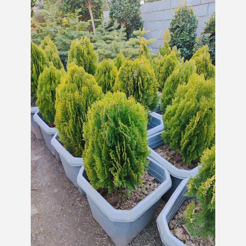 کاج کامیس پاریس زبر ( فشرده )