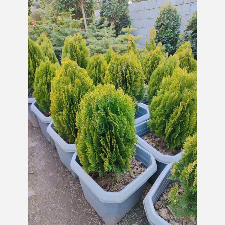 کاج کامیس پاریس زبر ( فشرده )