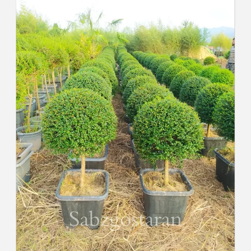 مورت پیوندی تک سر متراکم (پس کرایه)