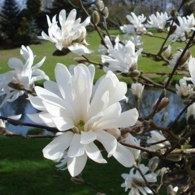 ماگنولیا ستاره ای بزرگ (پس کرایه)
