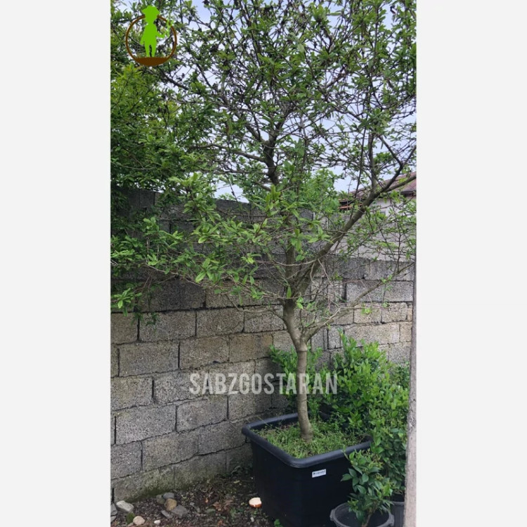 ماگنولیا ستاره ای بزرگ (پس کرایه)