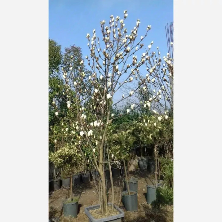 ماگنولیا ستاره ای بزرگ (پس کرایه)