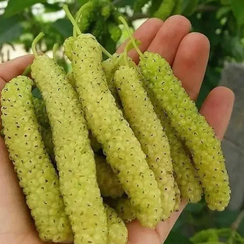 نهال توت موزی گلدانی و بسیار با کیفیت