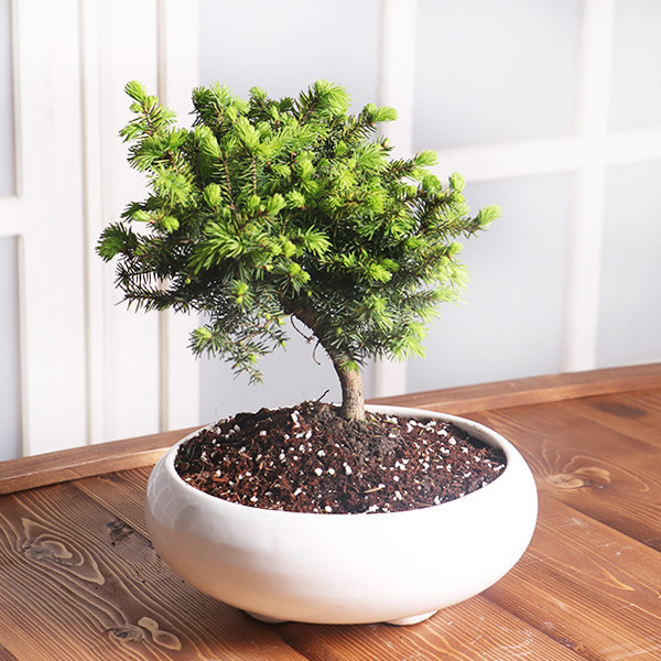 کود مایع فسفر ریشه زایی 10-52-10 و کلات آهن و کود سانسوریا و کود 20 20 20 و کود کاکتوس و مولتی کود مدل life drop حجم 120 میلی لیتر