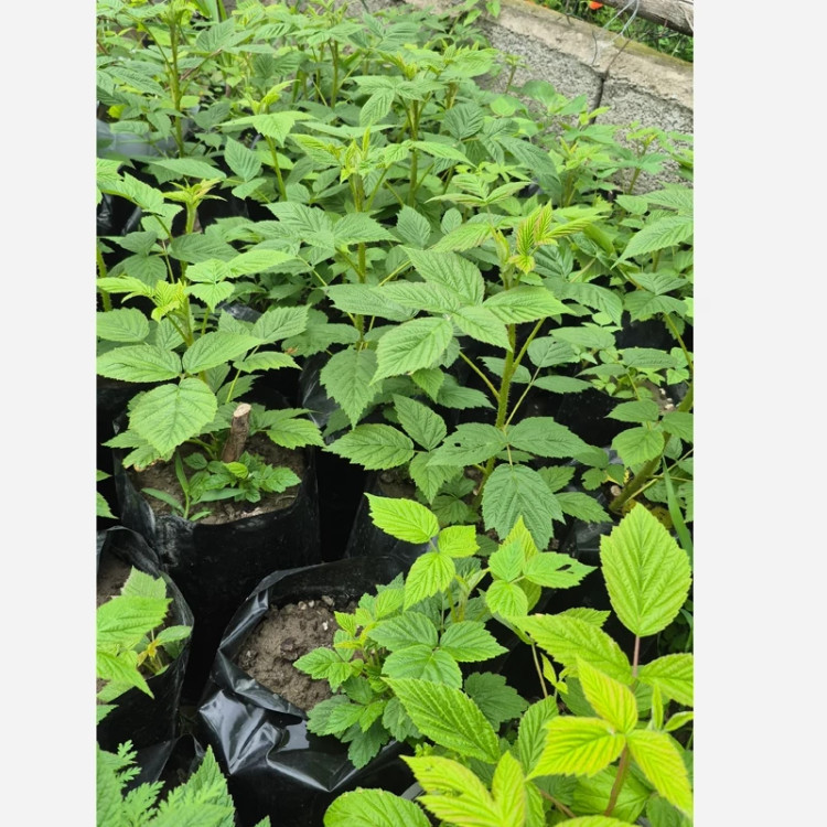 نهال رزبری درشت (POLKA لهستانی)